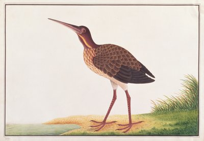 Black Bittern, from Drawings of Birds from Malacca, c.1805-18 by Chinese School